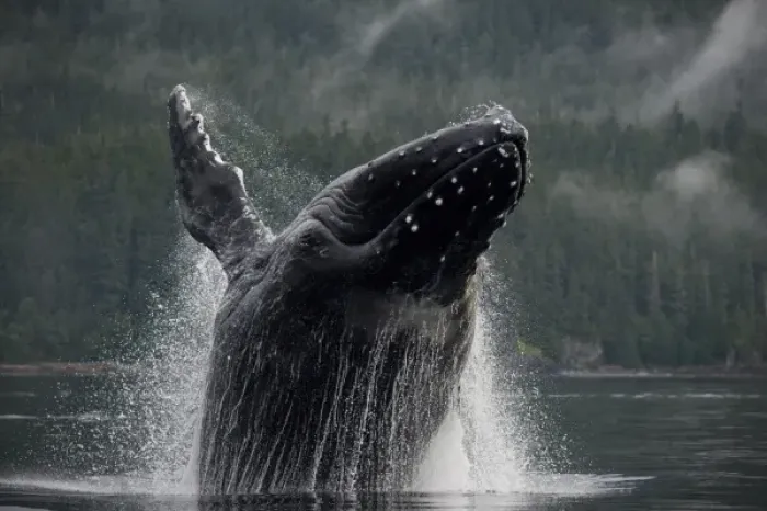 Framed Print : USA, Alaska, Angoon, Humpback Whale (Megaptera novaengliae) breaching in Chatham