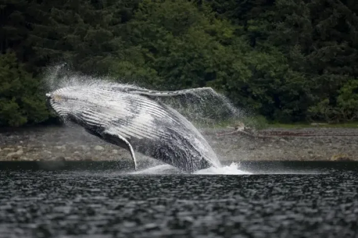 Framed Print : USA, Alaska, Angoon, Humpback Whale (Megaptera novaengliae) breaching in Chatham Framed Print : USA, Alaska, Angoon, Humpback Whale (Megaptera novaengliae) breaching in Chatham