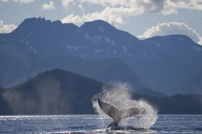 Framed Print : USA, Alaska, Angoon, Humpback Whale (Megaptera novaengliae) slapping tail in Chatham
