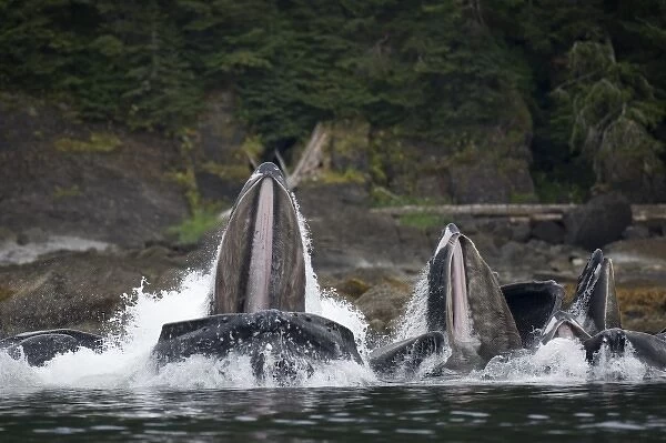 USA, Alaska, Angoon, Humpback Whales (Megaptera novaengliae) lunging from water while
