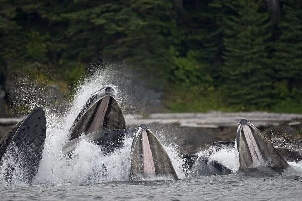 USA, Alaska, Angoon, Humpback Whales (Megaptera novaengliae) open mouths as they