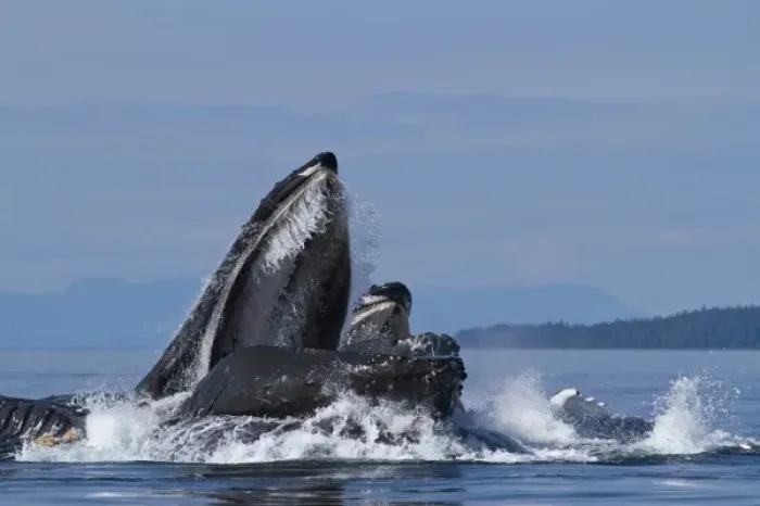 Framed Print : USA, Alaska, Angoon, Humpback Whales (Megaptera novaengliae) lunge from sea while Framed Print : USA, Alaska, Angoon, Humpback Whales (Megaptera novaengliae) lunge from sea while