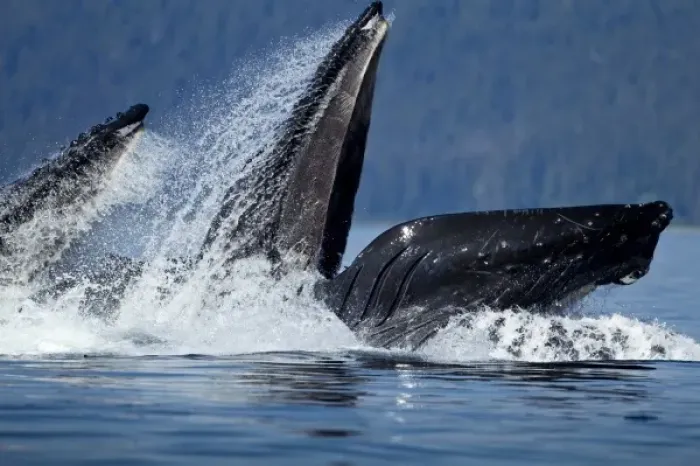 Framed Print : USA, Alaska, Angoon, Humpback Whales (Megaptera novaengliae) lunge from sea while Framed Print : USA, Alaska, Angoon, Humpback Whales (Megaptera novaengliae) lunge from sea while