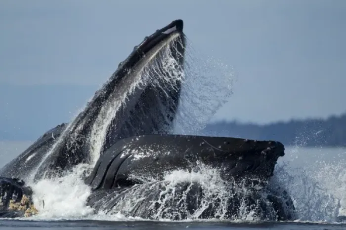 Framed Print : USA, Alaska, Angoon, Humpback Whales (Megaptera novaengliae) lunge from sea while Framed Print : USA, Alaska, Angoon, Humpback Whales (Megaptera novaengliae) lunge from sea while