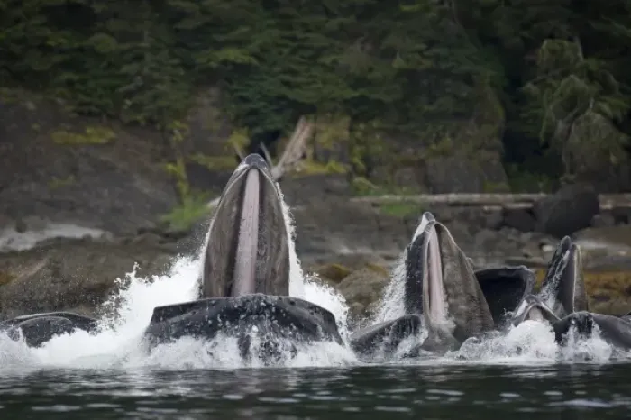 Framed Print : USA, Alaska, Angoon, Humpback Whales (Megaptera novaengliae) lunging from water while Framed Print : USA, Alaska, Angoon, Humpback Whales (Megaptera novaengliae) lunging from water while