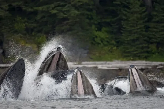 Framed Print : USA, Alaska, Angoon, Humpback Whales (Megaptera novaengliae) open mouths as they Framed Print : USA, Alaska, Angoon, Humpback Whales (Megaptera novaengliae) open mouths as they