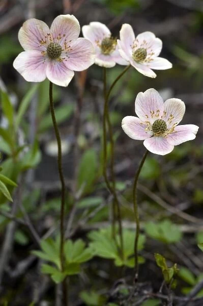USA, Alaska, ANWR, Narcissus flowered anenome