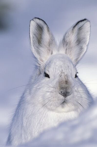 USA, Alaska, ANWR. Snowshoe hare in its winter white camouflage fur