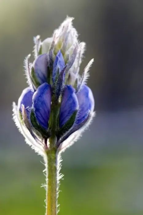 Framed Print : USA, Alaska, ANWR, wild lupine