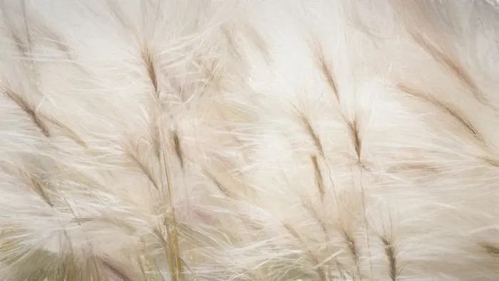 Framed Print : USA, Alaska, Arctic. Abstract of foxtail barley Framed Print : USA, Alaska, Arctic. Abstract of foxtail barley