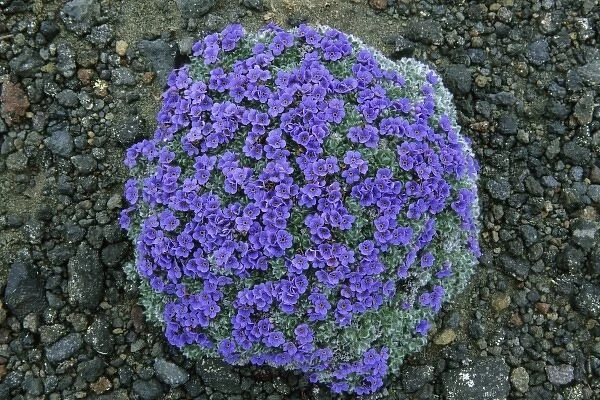 USA, Alaska, Arctic Forget-Me-Not, (Eritrichium chamissonis), wild flowers on Pribilof Island