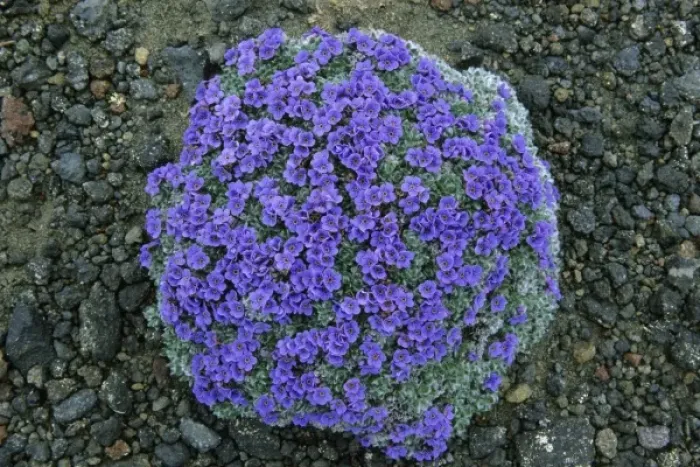 Framed Print : USA, Alaska, Arctic Forget-Me-Not, (Eritrichium chamissonis), wild flowers on Pribilof Island Framed Print : USA, Alaska, Arctic Forget-Me-Not, (Eritrichium chamissonis), wild flowers on Pribilof Island