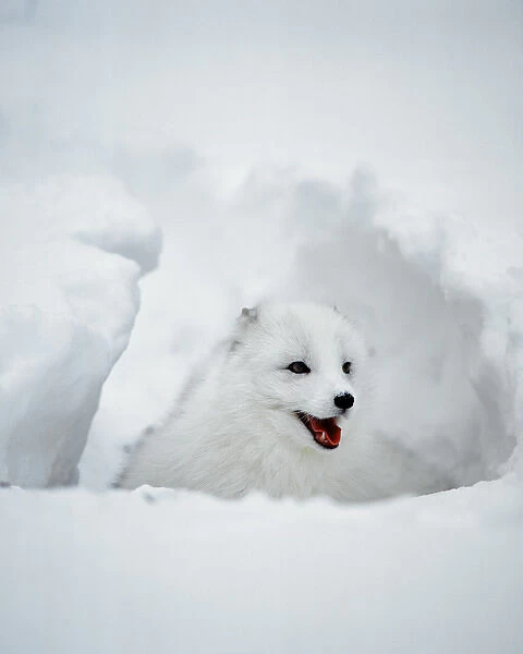 USA, Alaska. Arctic fox in winter coat. Credit as: Jim Zuckerman  /  Jaynes Gallery  /  Danita Delimont