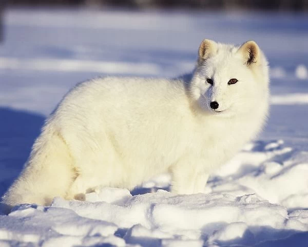 USA, Alaska. Arctic fox in winter coat. Credit as: Jim Zuckerman  /  Jaynes Gallery