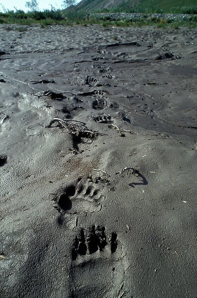 USA, Alaska, Arctic National Wildlife Refuge, Grizzly Bear (Ursus arctos) tracks