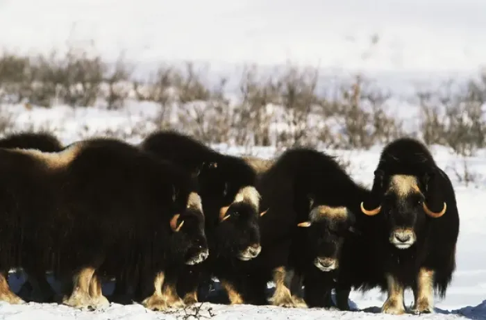 Framed Print : USA, Alaska, Arctic National Wildlife Refuge, Musk ox bulls standing in snow Framed Print : USA, Alaska, Arctic National Wildlife Refuge, Musk ox bulls standing in snow