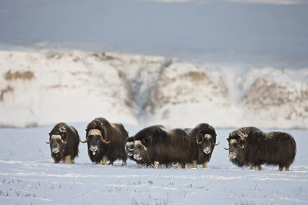 USA, Alaska, Arctic National Wildlife Refuge. Roaming herd of muskoxen