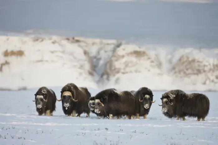 Framed Print : USA, Alaska, Arctic National Wildlife Refuge. Roaming herd of muskoxen Framed Print : USA, Alaska, Arctic National Wildlife Refuge. Roaming herd of muskoxen