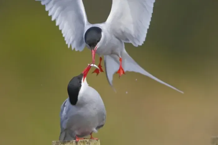 Framed Print : USA, Alaska, Arctic Tern, male, female, Male feeding female in courting behavior