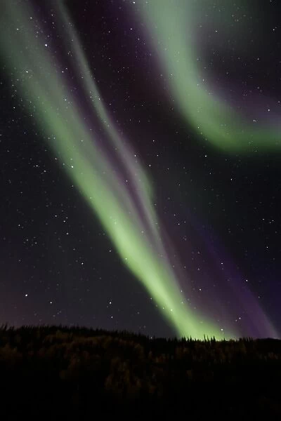 USA. Alaska. The aurora borealis dances in the night sky over Denali NP with hues of green