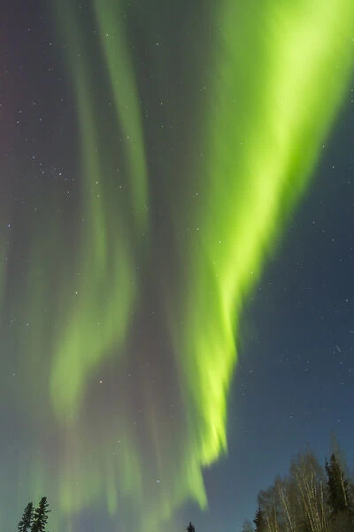 USA, Alaska. Aurora borealis over forest