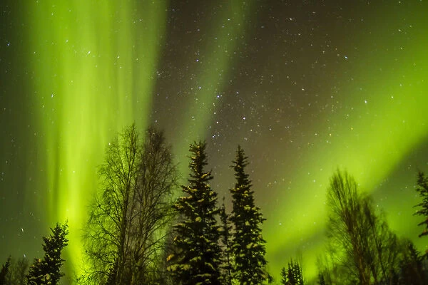 USA, Alaska. Aurora borealis over forest