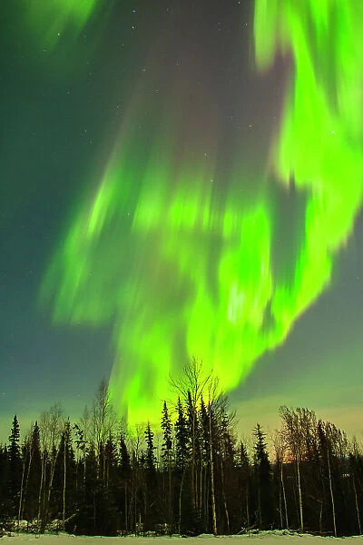 USA, Alaska. Aurora borealis and forest at sunset