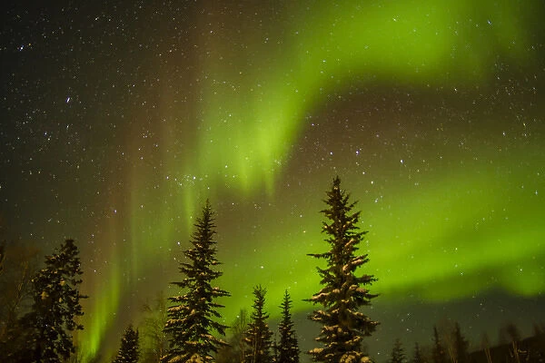 USA, Alaska. Aurora borealis over spruce forest