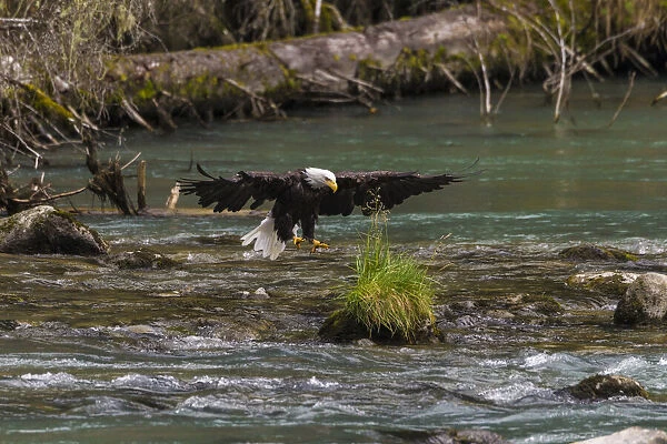 USA, Alaska. Bald Eagle feeding on the Chilkoot River near Haines, Alaska