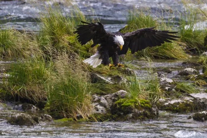 Framed Print : USA, Alaska. Bald Eagle feeding on salmon on the Chilkoot River near Haines, Alaska Framed Print : USA, Alaska. Bald Eagle feeding on salmon on the Chilkoot River near Haines, Alaska