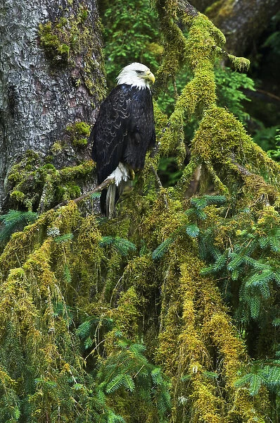 USA, Alaska. Bald eagle in mossy tree. Credit as: Nancy Rotenberg  /  Jaynes Gallery  /  DanitaDelimont