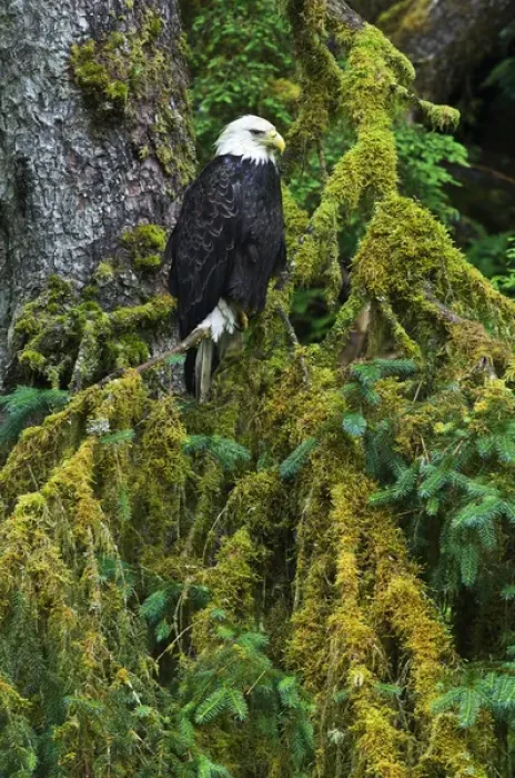 Framed Print : USA, Alaska. Bald eagle in mossy tree. Credit as: Nancy Rotenberg / Jaynes Gallery / DanitaDelimont Framed Print : USA, Alaska. Bald eagle in mossy tree. Credit as: Nancy Rotenberg / Jaynes Gallery / DanitaDelimont