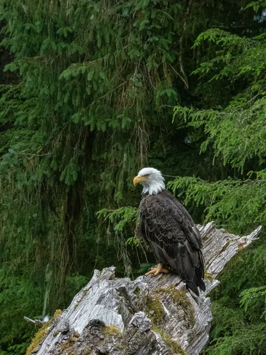 Framed Print : USA, Alaska. Bald eagle in rainforest near Wrangell