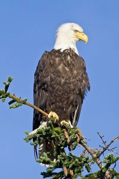USA. Alaska. Bald Eagle at Silver Salmon Creek in Lake Clark NP