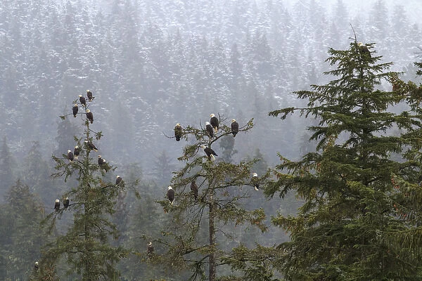 USA, Alaska. Bald eagles congregate in trees during