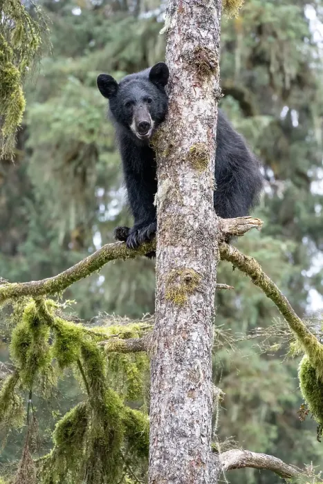 Framed Print : USA, Alaska. Black bear climbing moss covered tree at Anan Bear Observatory