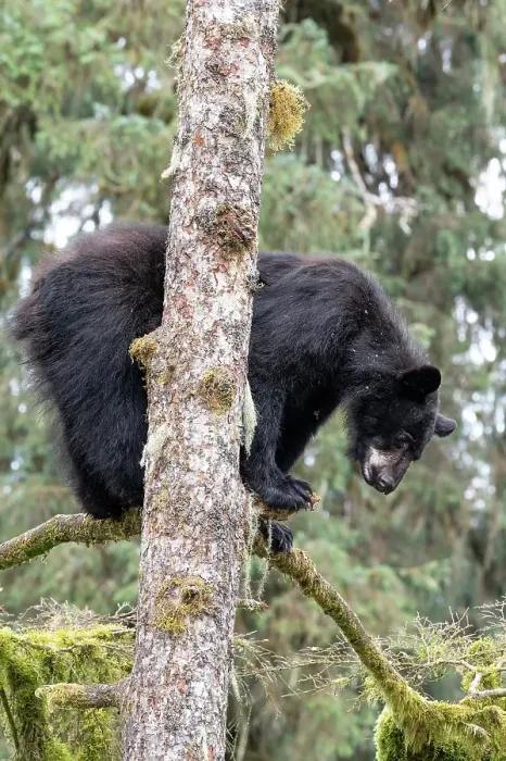 Framed Print : USA, Alaska. Black bear climbs tree at Anan Bear Observatory, Tongass National Forest Framed Print : USA, Alaska. Black bear climbs tree at Anan Bear Observatory, Tongass National Forest