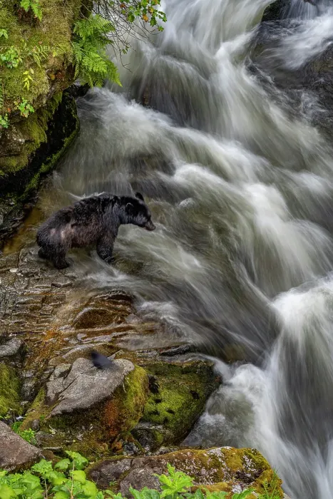 Framed Print : USA, Alaska. Black bear fishes at Anan Creek, Tongass National Forest