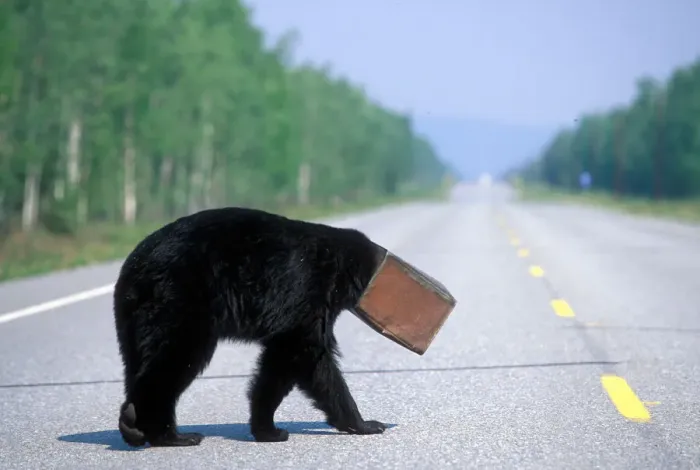 Framed Print : USA, Alaska, Black Bear (Ursus americanus) coffee can stuck on head walks blindly across Alaska Hwy