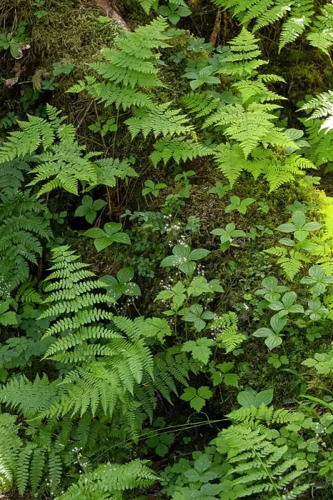 Framed Print : USA, Alaska. Bracken fern and mosses cling to tree trunk, Tongass National Forest