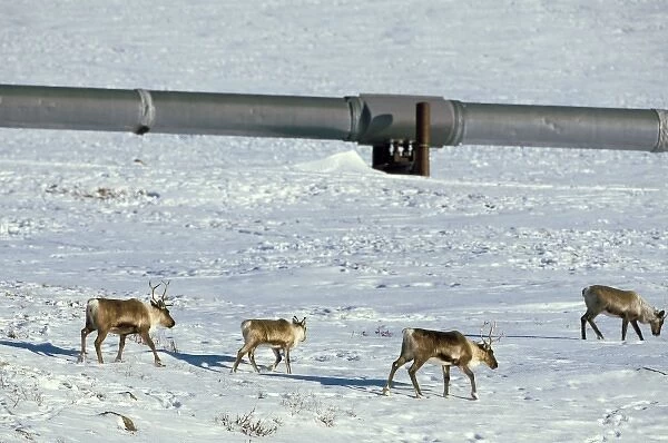 USA, Alaska, Brooks Range. Carribou grazing along Trans-Alaskan Oil Pipeline