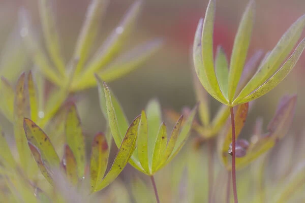 USA, Alaska, Brooks Range. Close-up of lupine leaves