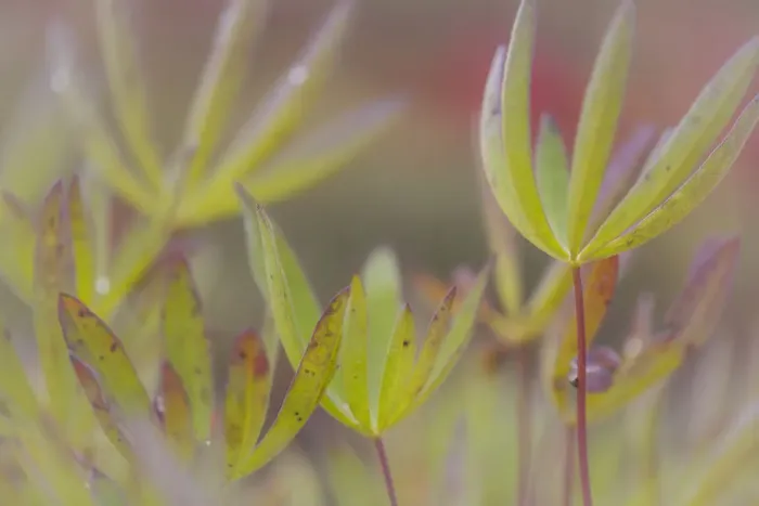 Framed Print : USA, Alaska, Brooks Range. Close-up of lupine leaves Framed Print : USA, Alaska, Brooks Range. Close-up of lupine leaves