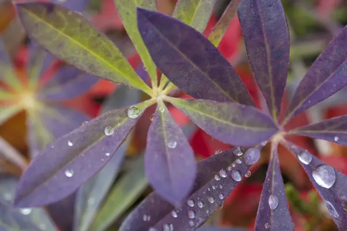 Framed Print : USA, Alaska, Brooks Range. Dewdrops on lupine leaves Framed Print : USA, Alaska, Brooks Range. Dewdrops on lupine leaves