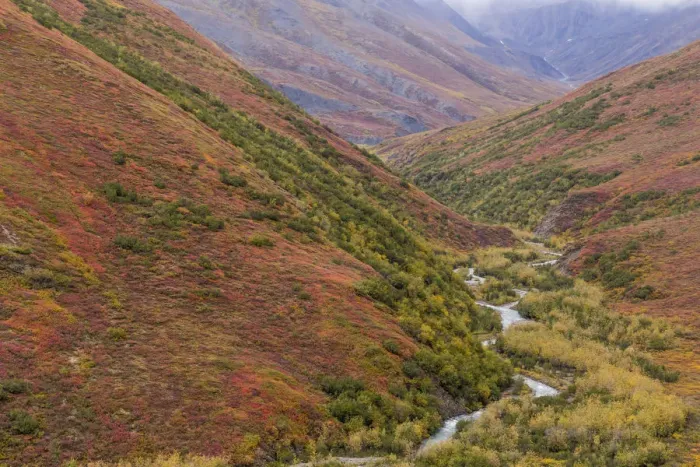 Framed Print : USA, Alaska, Brooks Range. Tundra in fall color Framed Print : USA, Alaska, Brooks Range. Tundra in fall color