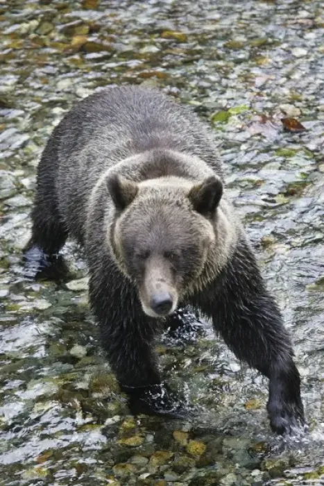Framed Print : USA. Alaska. A brown bear crosses Fish Creek near Stewart, Alaska in search of salmon