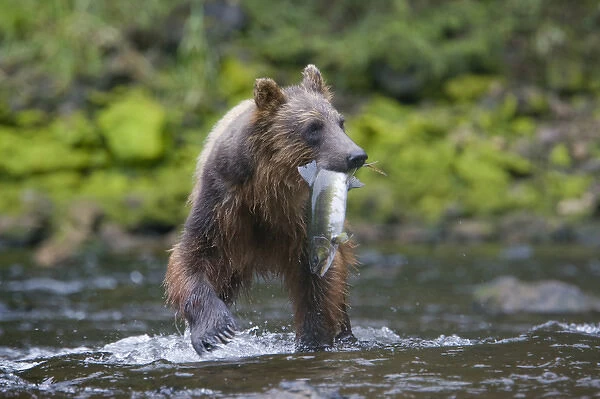 USA, Alaska, Brown (Grizzly) Bear (Ursus arctos) feeding on spawning Sockeye Salmon