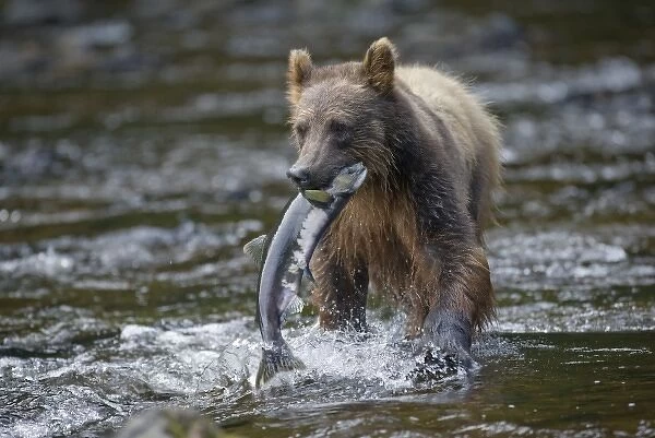 USA, Alaska, Brown (Grizzly) Bear (Ursus arctos) carries Sockeye Salmon (Oncorhynchus