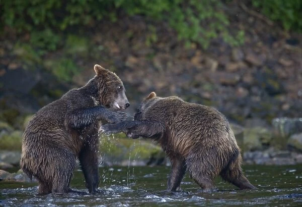 USA, Alaska, Brown (Grizzly) Bear (Ursus arctos) play fighting in small stream along