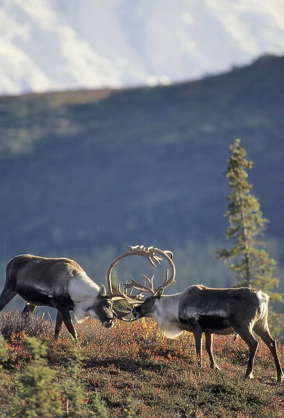 USA, Alaska, Bull Caribou, Mount McKinley, Denali National Park